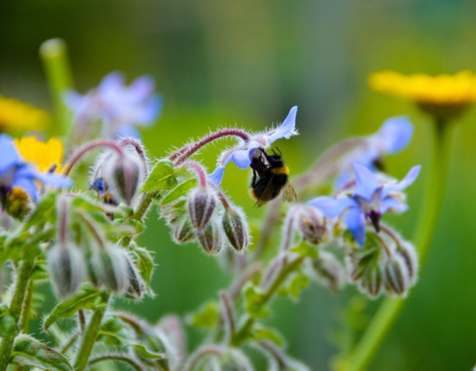 Bumble bee pollinating a plant